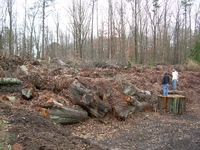 Decomposing Biomass :: Decomposing wood waste